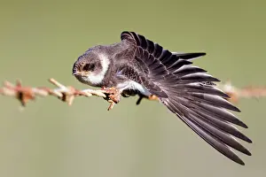 Riparia: Sand Martin - on barbed wire fence - stretching wing