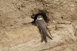 Riparia: Sand Martin - bird at nesting entrance - Sweden