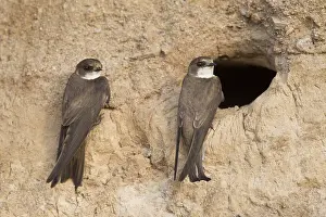 Riparia: Sand Martin - couple at nesting entrance - Sweden