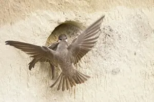 Riparia: Sand Martin - fight over nest site