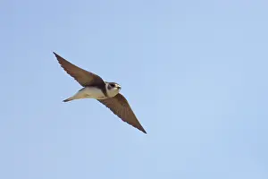 Riparia: Sand Martin - In Flight