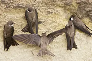 Riparia: Sand Martin - group starting to excavate nest hole