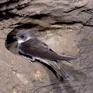 Karin Laub: SAND MARTIN AT HOLE