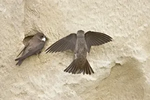 Riparia: Sand Martin - making first attempt at digging nest hole