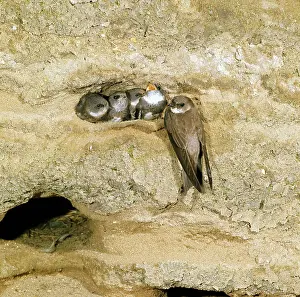 Riparia: SAND MARTIN AT NEST