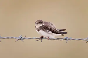 Riparia: Sand Martin - perched on barbed wire