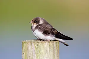 Riparia: Sand Martin - on a post