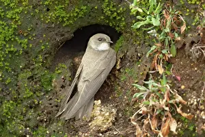 Mull: Sand Martin (Riparia riparia), adult, at nesthole