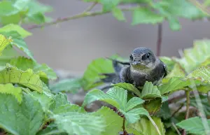 Bob Gibbons: Sand martin, Riparia riparia, briefly resting, a