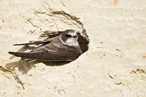 Clay: Sand Martin (Riparia riparia), digs nesting cave