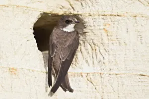 Clay: Sand Martin (Riparia riparia), Emsland, Lower Saxony