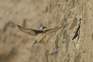Swallow: Sand martin (Riparia riparia) flying in front of a rocky wall