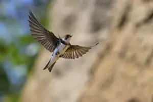 Swallow: Sand martin (Riparia riparia) gliding through the sky