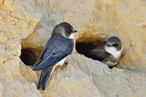 Mines: Sand Martin (Riparia riparia) at nest, nesting site