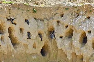Mines: Sand Martin (Riparia riparia) at nest, nesting site