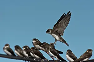 Riparia: Sand Martin (Riparia riparia). Stevns, Denmark in