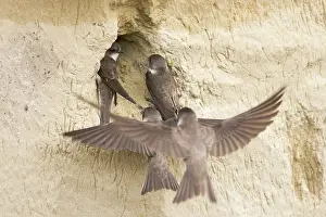 Riparia: Sand Martin - rival pair try to take occupied nest site