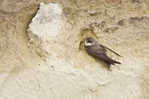 Riparia: Sand Martin - on sand bank breeding site