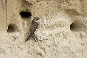 Riparia: Sand Martin - on sand bank breeding site