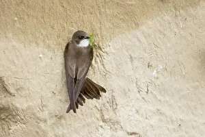 Riparia: Sand Martin - on sand bank breeding site