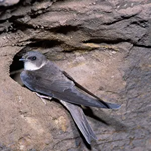 Karin Laub: SAND MARTIN - at sandy nest hole