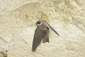 Riparia: Sand Martin - starting to excavate nest hole in sand bank