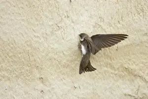 Riparia: Sand Martin - starting to excavate nest hole in sand bank