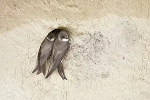 Riparia: Sand Martin - starting to excavate nest hole in sand bank