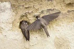 Riparia: Sand Martin - starting to excavate nest hole in sand bank