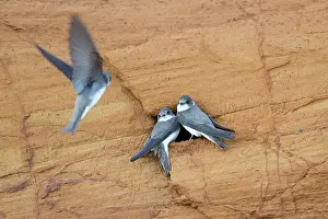 Entrance: Sand Martins