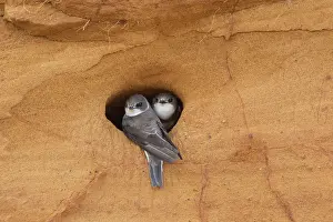 Entrance: Sand Martins
