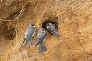 Entrance: Sand Martins