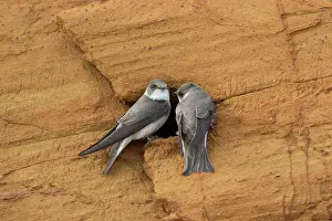 Entrance: Sand Martins