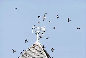 Martins: SAND MARTINS - in flight