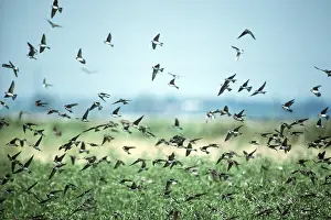 Martins: SAND MARTINS - flocking