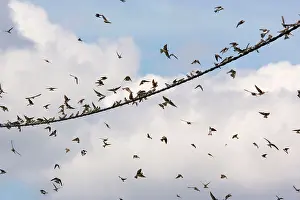 Riparia: Sand Martins - Large flock gathering on wire