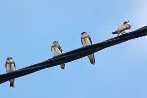 Riparia: Sand Martins - Perched on wire