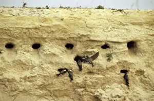 Riparia: Sand Martins - quarrel over nest holes in the sand