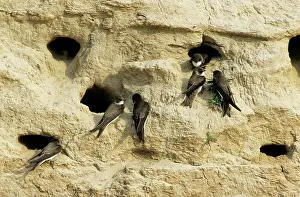 Riparia: Sand Martins - quarrel over nest holes in a sand