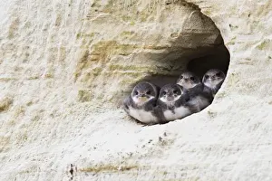 Riparia: Sand Martins (Riparia riparia), young birds, Emsland