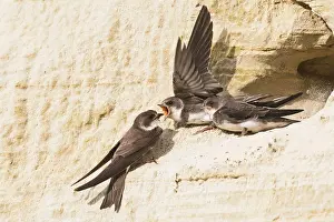 Riparia: Sand Martins (Riparia riparia), Feeding of young