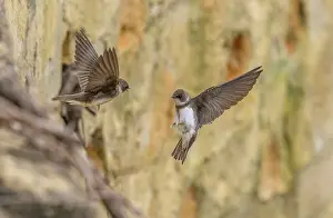 Soaring: Sand martins, Riparia riparia, gathering at thei