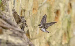 Soaring: Sand martins, Riparia riparia, gathering at thei