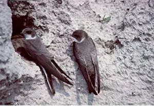 Nancy Jennings: SAND MARTINS - x two at nest entrance