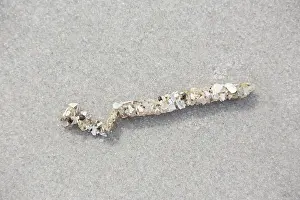 Worm: Sand Mason Worm - tube in sand- Germany