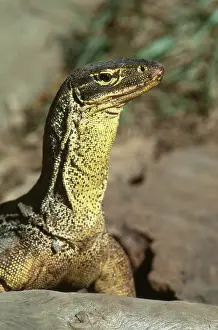 Goanna: Sand Monitor