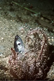 Kill: Sand Sea Anemone eating fish