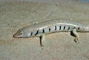 Skink: SAND SKINK / Lizard