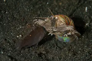Polychaete: Sand Striker - with jaws open over Cardinalfish