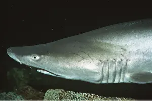 Sharks: SAND TIGER SHARK